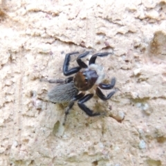 Maratus griseus at Conder, ACT - 19 Nov 2016