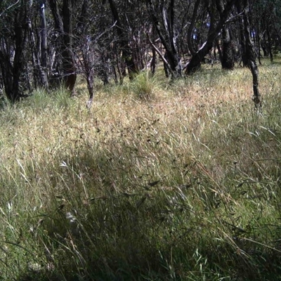 Unidentified at Mulligans Flat - 8 Dec 2016 by MulligansFlat1