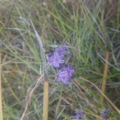 Caesia calliantha (Blue Grass-lily) at Monash Grassland - 8 Dec 2016 by gregbaines