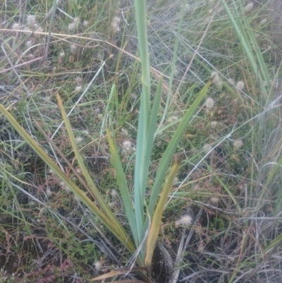 Dianella sp. aff. longifolia (Benambra) (Pale Flax Lily, Blue Flax Lily) at Tuggeranong Creek to Monash Grassland - 8 Dec 2016 by gregbaines