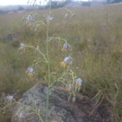 Dianella sp. aff. longifolia (Benambra) at Monash, ACT - 8 Dec 2016