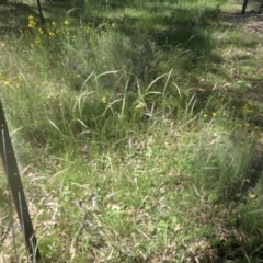 Dichelachne sp. (Plume Grasses) at Majura, ACT - 9 Dec 2016 by SilkeSma