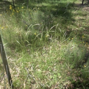 Dichelachne sp. at Majura, ACT - 9 Dec 2016