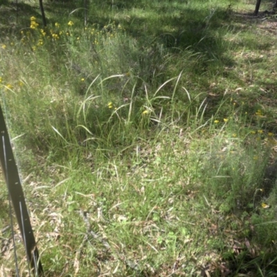 Dichelachne (genus) (Plume Grasses) at Majura, ACT - 9 Dec 2016 by SilkeSma