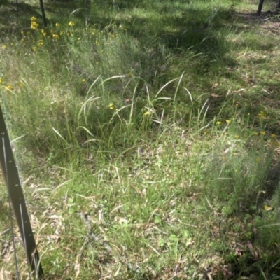 Dichelachne sp. (Plume Grasses) at Mount Ainslie - 9 Dec 2016 by SilkeSma