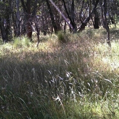 Unidentified at Mulligans Flat - 8 Dec 2016 by MulligansFlat1