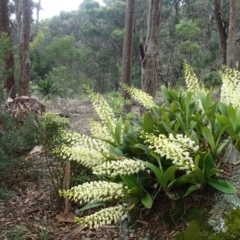 Dendrobium speciosum (Rock Lily) at Four Winds Bioblitz Reference Sites - 14 Sep 2016 by narelle