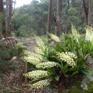 Dendrobium speciosum at Barragga Bay, NSW - suppressed