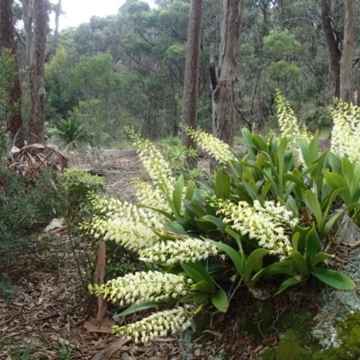 Dendrobium speciosum (Rock Lily) at Barragga Bay, NSW - 14 Sep 2016 by narelle