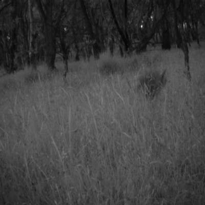 Unverified at Mulligans Flat - 9 Dec 2016 by MulligansFlat1