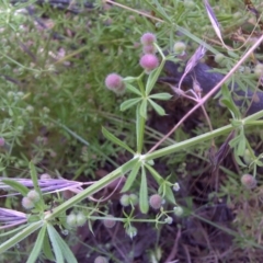 Galium aparine (Goosegrass, Cleavers) at Symonston, ACT - 4 Dec 2016 by Mike