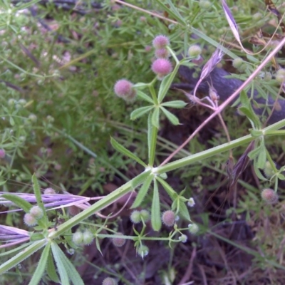 Galium aparine (Goosegrass, Cleavers) at Symonston, ACT - 4 Dec 2016 by Mike