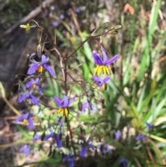 Dianella tasmanica (Tasman Flax Lily) at Paddys River, ACT - 9 Dec 2016 by rtas