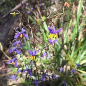 Dianella tasmanica at Paddys River, ACT - 9 Dec 2016