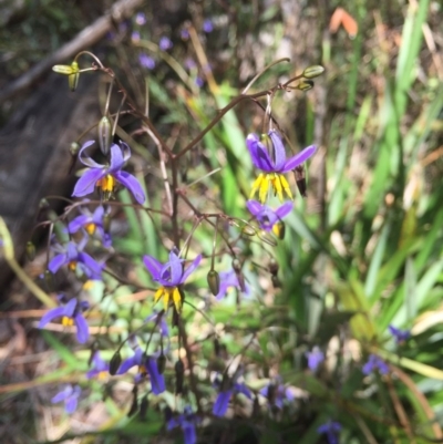 Dianella tasmanica (Tasman Flax Lily) at Paddys River, ACT - 9 Dec 2016 by rtas