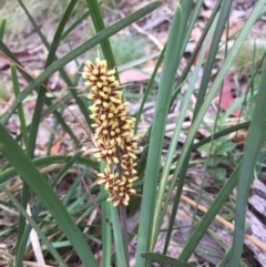 Lomandra longifolia (Spiny-headed Mat-rush, Honey Reed) at Paddys River, ACT - 9 Dec 2016 by rtas