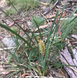 Lomandra longifolia at Paddys River, ACT - 9 Dec 2016 09:30 PM