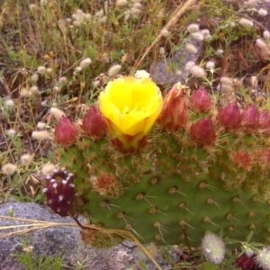 Opuntia puberula at Isaacs, ACT - 6 Dec 2016