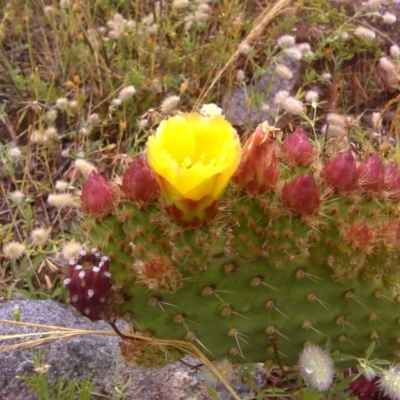 Opuntia puberula (Puberula Cactus) at Isaacs, ACT - 6 Dec 2016 by Mike