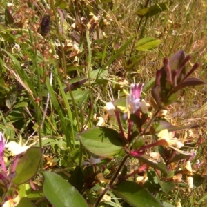 Lonicera japonica at Symonston, ACT - 4 Dec 2016