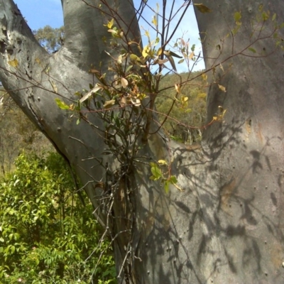 Muellerina eucalyptoides (Creeping Mistletoe) at Mount Mugga Mugga - 4 Dec 2016 by Mike