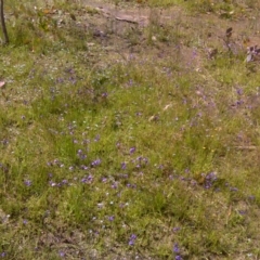 Utricularia dichotoma (Fairy Aprons, Purple Bladderwort) at Symonston, ACT - 3 Dec 2016 by Mike