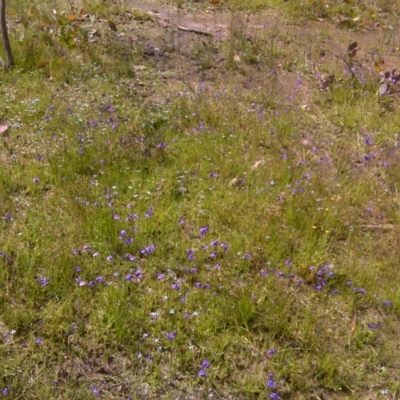 Utricularia dichotoma (Fairy Aprons, Purple Bladderwort) at Symonston, ACT - 4 Dec 2016 by Mike