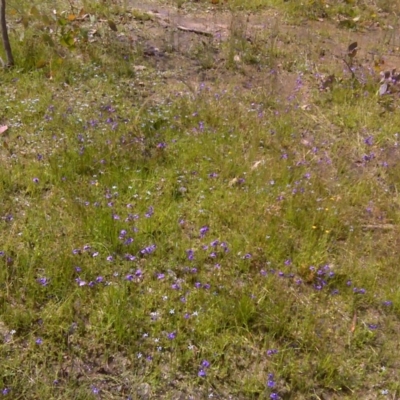 Utricularia dichotoma (Fairy Aprons, Purple Bladderwort) at Symonston, ACT - 3 Dec 2016 by Mike