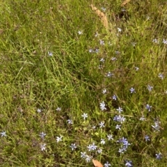 Isotoma fluviatilis subsp. australis (Swamp Isotome) at Symonston, ACT - 4 Dec 2016 by Mike