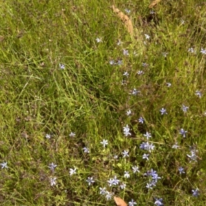 Isotoma fluviatilis subsp. australis at Symonston, ACT - 4 Dec 2016 10:12 AM