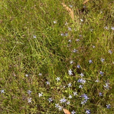 Isotoma fluviatilis subsp. australis (Swamp Isotome) at Symonston, ACT - 4 Dec 2016 by Mike