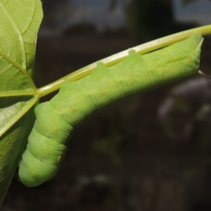 Hippotion celerio at Conder, ACT - 5 Dec 2016