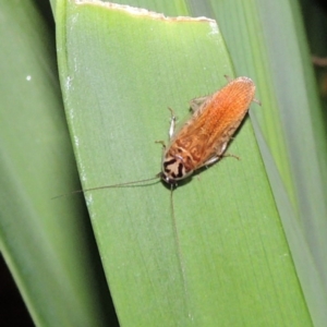 Robshelfordia circumducta at Conder, ACT - 7 Dec 2016 10:25 PM