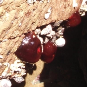 Actinia tenebrosa at Four Winds Bioblitz Reference Sites - 11 Nov 2016