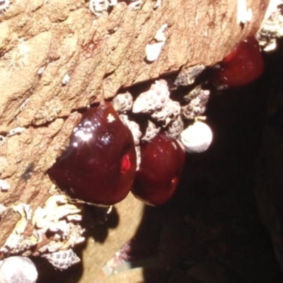 Actinia tenebrosa (Red Waratah Anemone) at Four Winds Bioblitz Reference Sites - 11 Nov 2016 by Jennyncmg