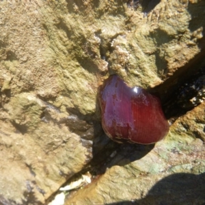 Actinia tenebrosa at Four Winds Bioblitz Reference Sites - 12 Nov 2016 11:41 AM