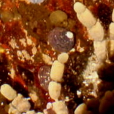 Austrocochlea concamerata (Wavy Top Shell) at Four Winds Bioblitz Reference Sites - 11 Nov 2016 by Jennyncmg