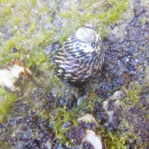 Austrocochlea porcata at Four Winds Bioblitz Reference Sites - 12 Nov 2016