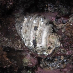 Dicathais orbita (Cartrut Shell ,The Sickly Purpurea) at Four Winds Bioblitz Reference Sites - 9 Oct 2010 by Jennyncmg