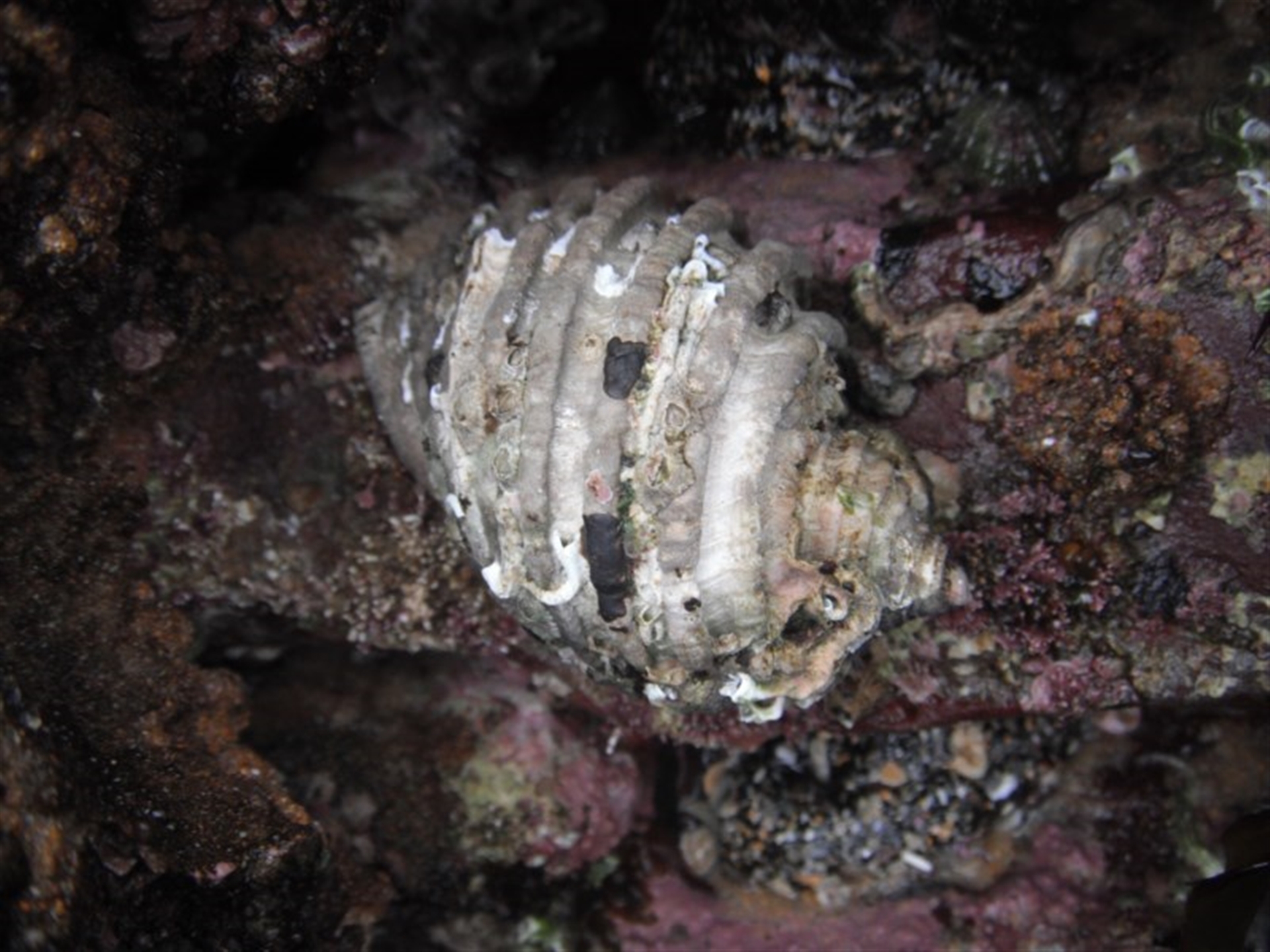 Dicathais orbita at Undefined Area - 9 Oct 2010 03:26 PM