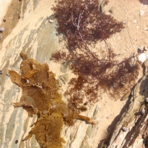 Ecklonia radiata at Four Winds Bioblitz Reference Sites - 12 Nov 2016 12:40 PM