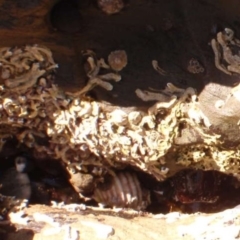 Galeolaria caespitosa (Intertidal Tube Worm) at Four Winds Bioblitz Reference Sites - 10 Nov 2016 by Jennyncmg