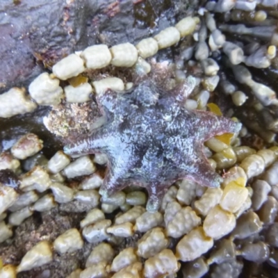 Meridiastra calcar (Eight arm Seastar) at Four Winds Bioblitz Reference Sites - 12 Nov 2016 by Jennyncmg