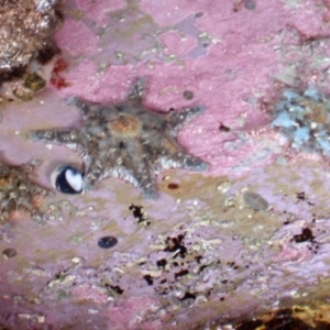 Meridiastra calcar at Four Winds Bioblitz Reference Sites - 11 Nov 2016 10:24 AM