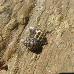 Morula marginalba at Four Winds Bioblitz Reference Sites - 12 Nov 2016