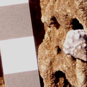 Nodilittorina pyramidalis at Four Winds Bioblitz Reference Sites - 11 Nov 2016 09:44 AM