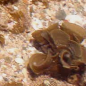 Padina sp. (genus) at Four Winds Bioblitz Reference Sites - 11 Nov 2016