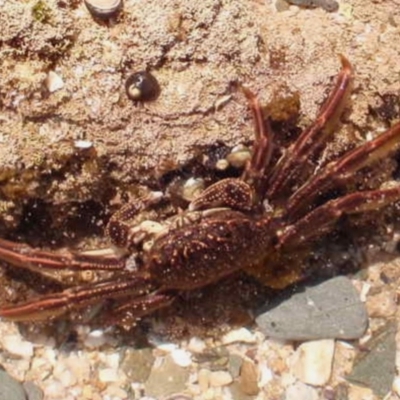 Plagusia chabrus (Red Bait Crab) at Four Winds Bioblitz Reference Sites - 11 Nov 2016 by Jennyncmg