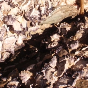 Saccostrea glomerata at Four Winds Bioblitz Reference Sites - 11 Nov 2016