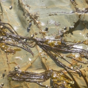 Scytosiphon lomentaria at Four Winds Bioblitz Reference Sites - 12 Nov 2016 11:39 AM